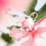 Lancome Over The Top EDT Jasmine Heart