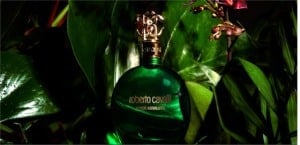 Cavalli Verde Assoluto Video
